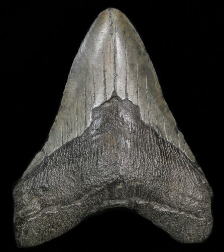 Bargain Megalodon Tooth - South Carolina #39963